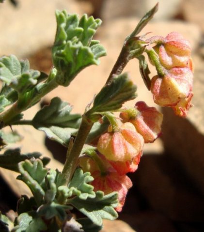 Hermannia desertorum upper growth